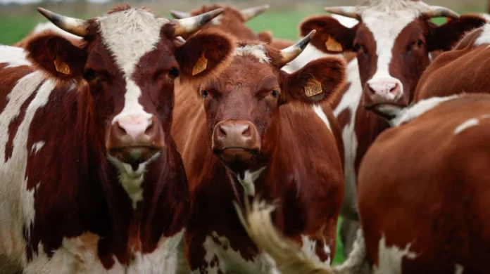 France battles new wave of cattle disease outbreaks