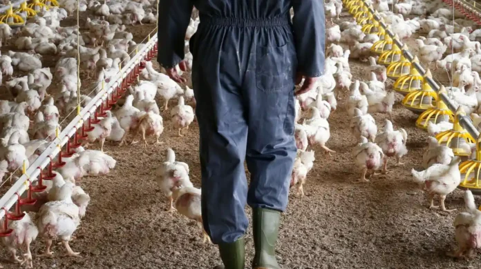 France urges poultry workers to get a flu shot